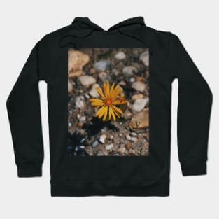 Hairy (False) Golden Aster Hoodie